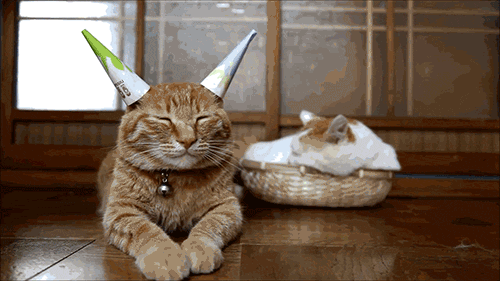 Party Animal - CUTE CAT GIFS
