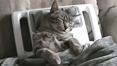 Getting Some Rest and Relaxation - CUTE CAT GIFS